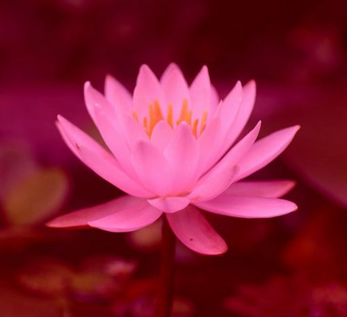 红雪莲（乌兰托娅2009年歌曲）