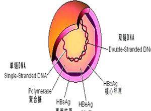 核心抗体（抗HBc）阳性