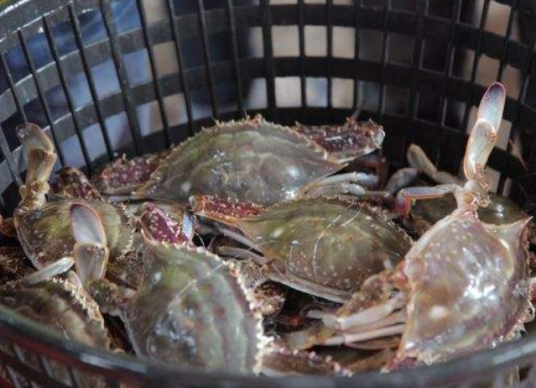 舟山梭子蟹