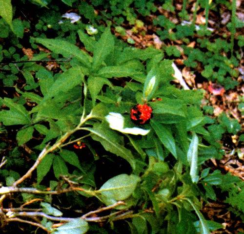 钮子七（五加科人参属的植物）