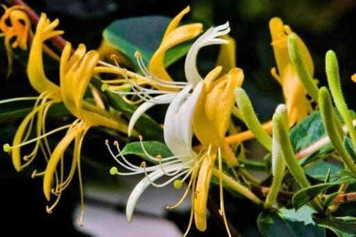 忍冬（忍冬科忍冬属植物）