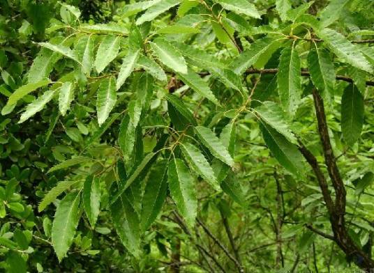 麻栎（壳斗科栎属植物）