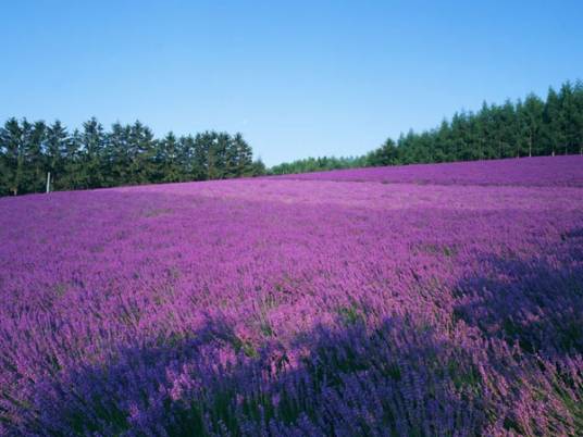 蓝调薰衣草庄园