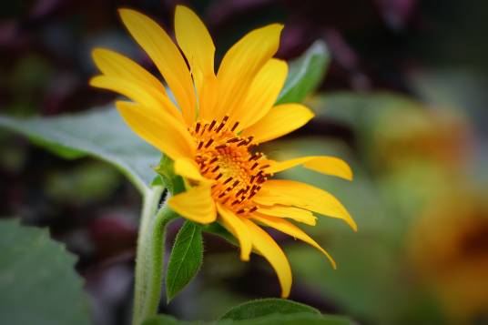 朝阳花（菊科向日葵属植物）