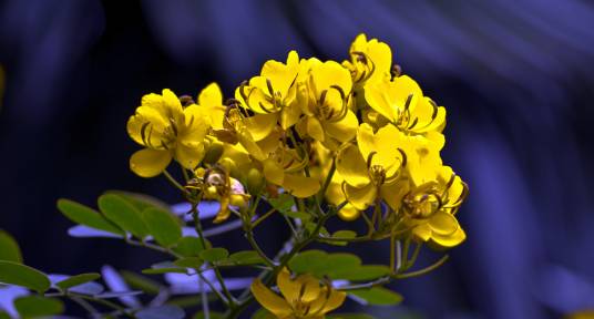 黄连花（报春花科珍珠菜属植物）