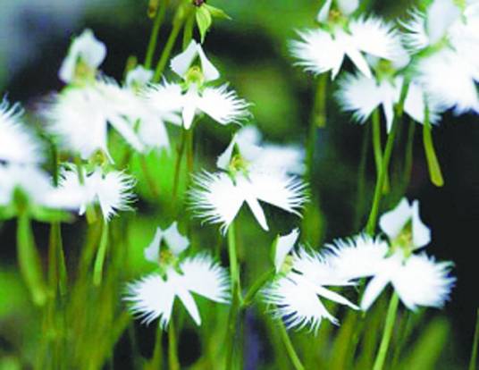 奇妙的植物（2002年宁夏人民出版社出版的图书）