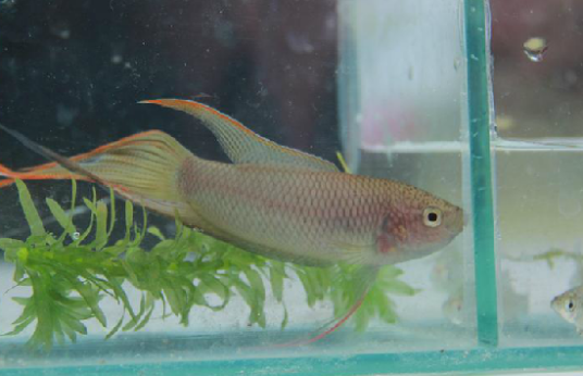 菩萨鱼（中药）