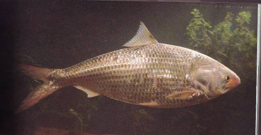 鲥（鲱科鲥属鱼类）