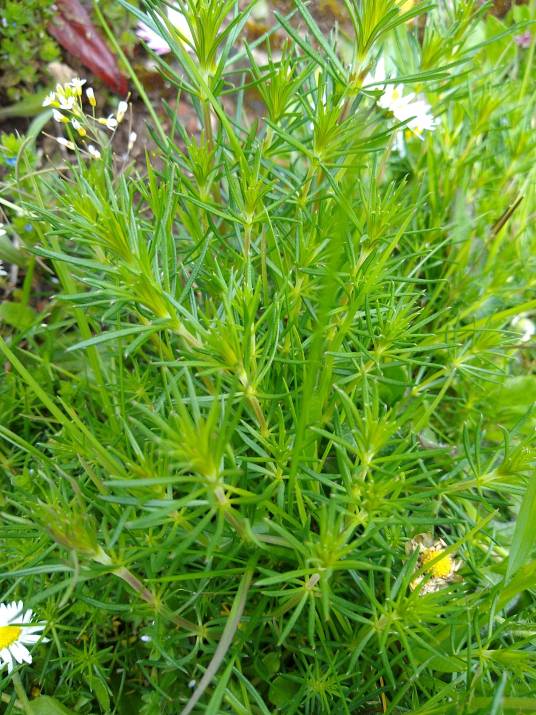 蓬子菜（茜草科拉拉藤属植物）