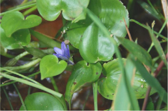 鸭舌草（中药）