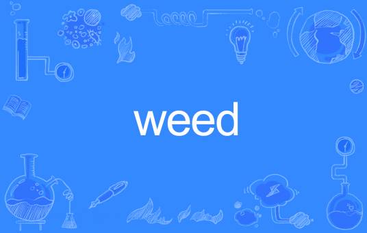 weed（英语单词）