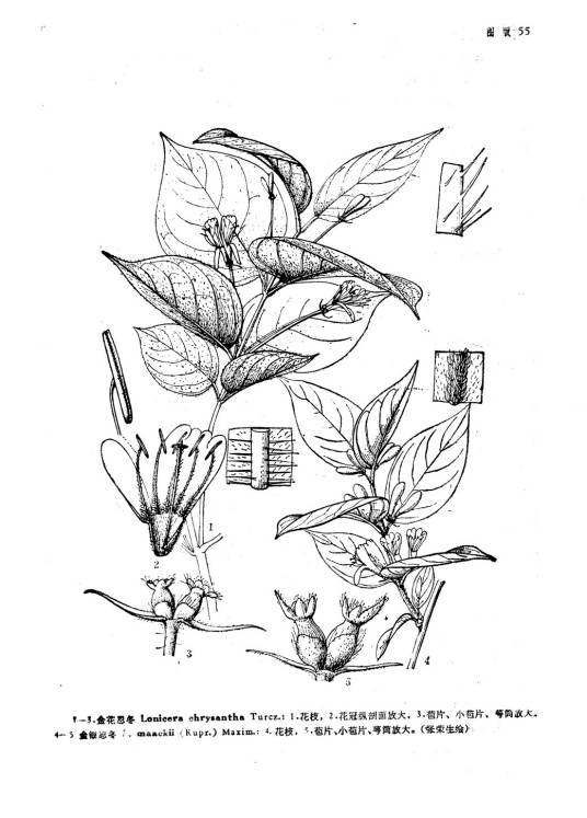 金银忍冬（原变种）