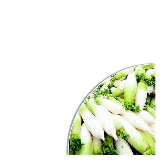 毕节白萝卜
