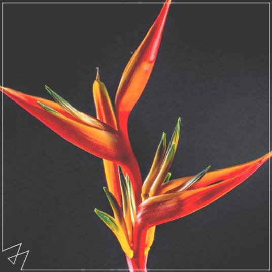 Havana（Madilyn Bailey翻唱歌曲）