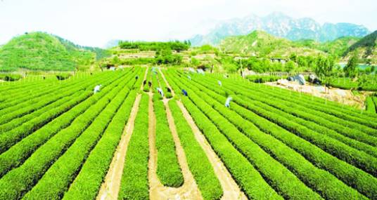 女儿茶（鼠李科鼠李属植物）