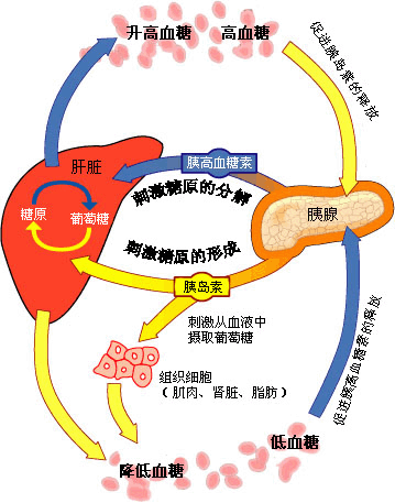 功能性低血糖
