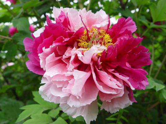 二乔（牡丹品种）