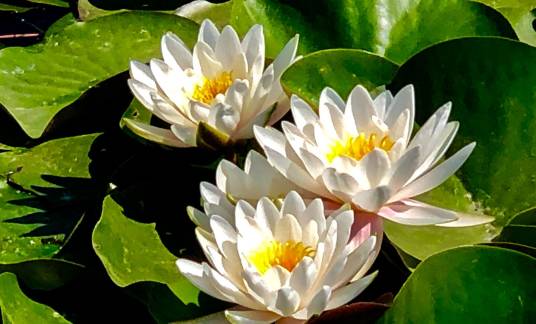 睡莲花（睡莲科睡莲属植物）