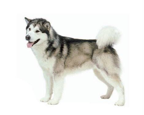 纯种阿拉斯加犬