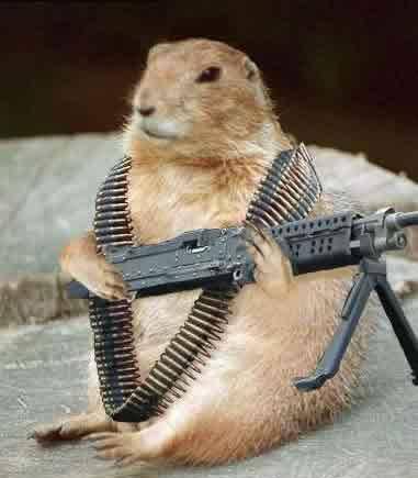 耗子扛枪-窝里横