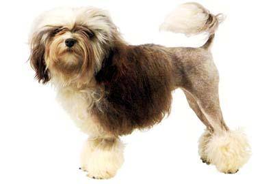 小型狮子犬