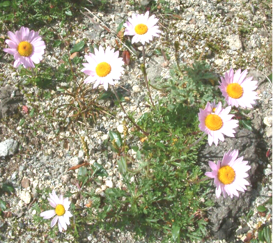 高山紫菀（中药）