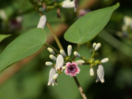 鸡屎藤（茜草科鸡屎藤属植物）
