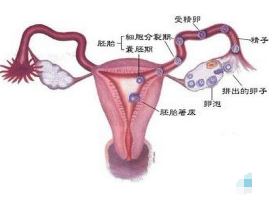 输卵管通而不畅