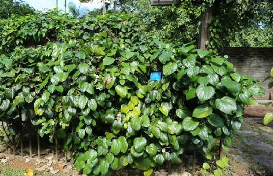 天仙藤（防己科天仙藤属植物）