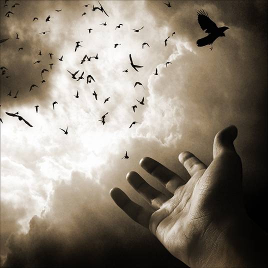 飞走了（金海心演唱歌曲）