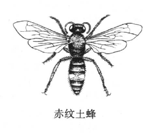 土蜂（中药）
