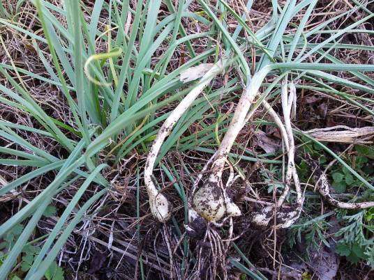 小根蒜（石蒜科葱属植物）