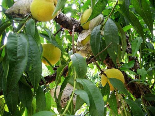 锦绣（桃树品种）