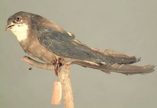 白喉针尾雨燕西南亚种