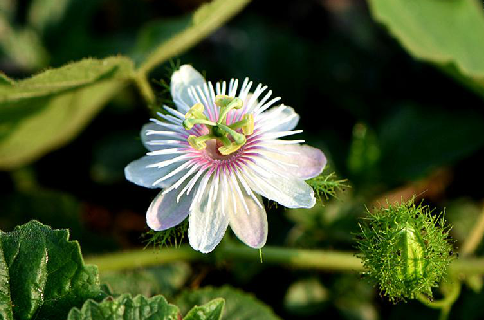 龙珠果（西番莲科西番莲属植物）