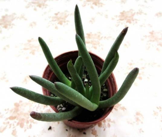 奔龙（番杏科多肉植物）