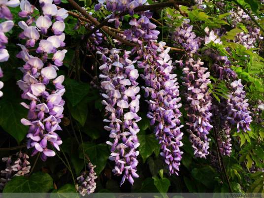 紫藤花（歌剧《伤逝》乐曲）