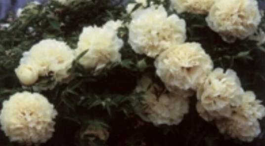 雪美人（杜鹃花科杜鹃花属植物）