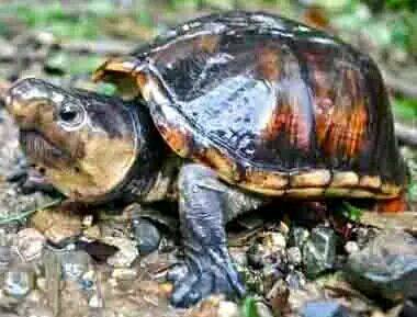 哥伦比亚泥龟
