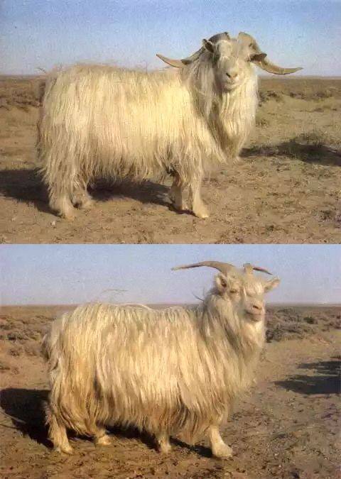 内蒙古绒山羊（牛科羊属动物）