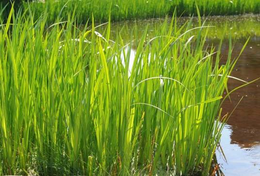 菖蒲（天南星科菖蒲属植物）