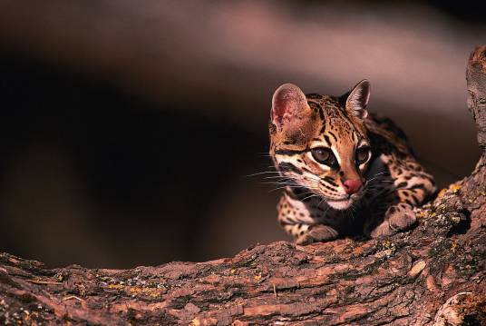 濒危物种（珍贵稀有的野生动植物）