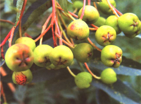 天山花楸（中药）