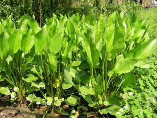 泽泻（泽泻科泽泻属植物）