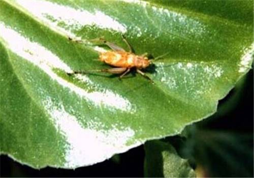 黄蛉（昆虫黄蛉）