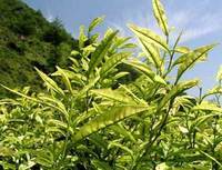 金山翠芽茶叶