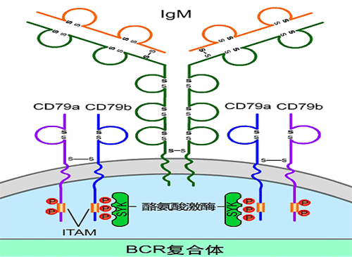 BCR复合物