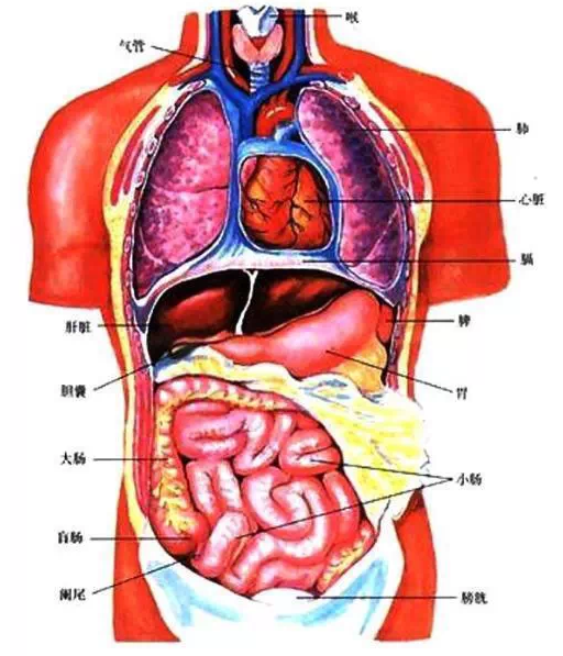 人体五脏