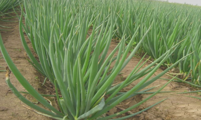 细香葱（中药）