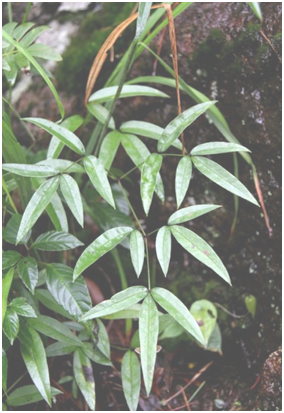 隔山香（中药）